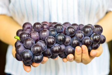 Two Hands Holding Big Purple Grapes