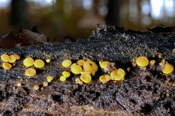 Der Pilz Gelbes Knopfbecherchen ORBILIA DELICATULA an einem Baumstamm