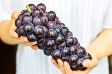 Two Hands Holding Big Purple Grapes