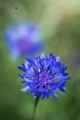 Blue cornflower flower close up