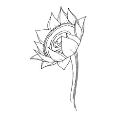 Vector Sunflower floral botanical flower. Black and white engraved ink art. Isolated sunflowers illustration element.
