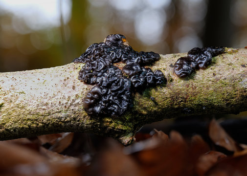 Der schwarze Pilz Warziger Dr&uuml;sling EXIDIA NIGRICANS auf einem Baumstamm als Makroaufnahme