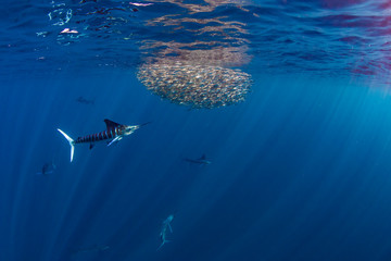 Stripped marlin hunting and feeding in a baitball in Magdalena Bay, Baja California Sur, Mexico.