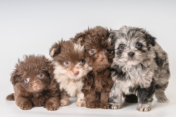 Four puppies in studio