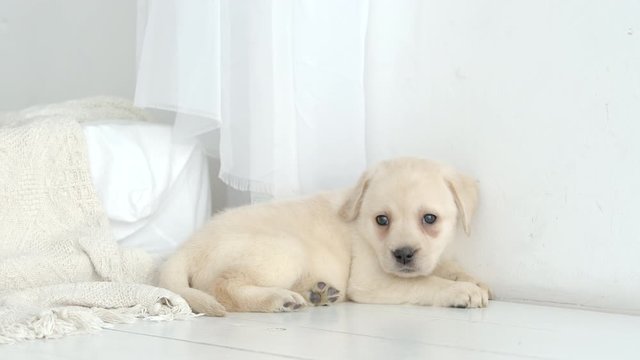 Cute labrador puppy rests on a white floor at home