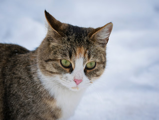 Homeless cat in the snow on a winter day
