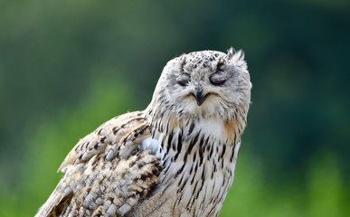Sleeping Owl