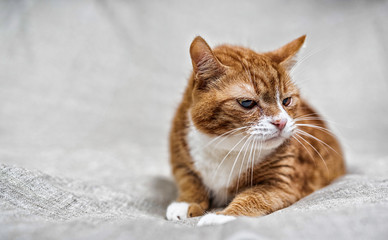 Fototapeta premium Portrait of a domestic cat in the studio on a gray background. Photographed in high key.