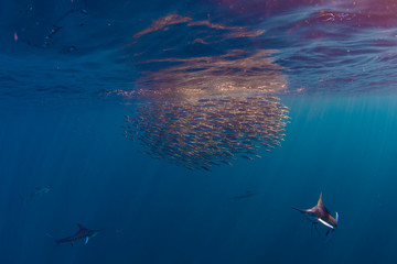 Stripped marlin hunting and feeding in a baitball in Magdalena Bay, Baja California Sur, Mexico.