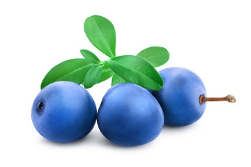 Blackthorn or Sloe berries with leaves isolated on white background. Prunus spinosa