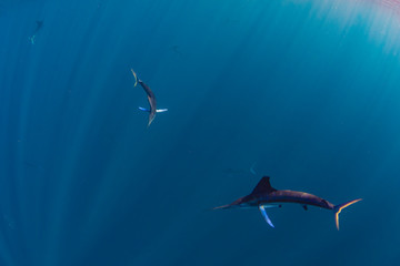 Marlins and sea lions hunting in group in Magdalena Bay, Baja California Sur, Mexico.