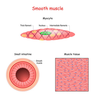 Structure of smooth muscle fibers. anatomy of Myocyte.