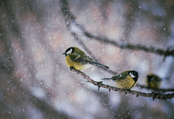 Titmouse on a snowy winter day