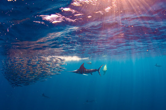 Stripped marlin hunting and feeding in a baitball in Magdalena Bay, Baja California Sur, Mexico.