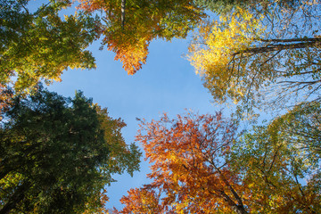 View upwards to the autumnally colorful treetops
