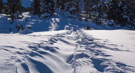 Wind effects in a gelid morning
