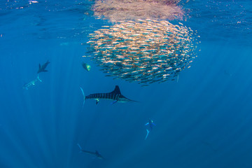 Marlins and sea lions hunting in group in Magdalena Bay, Baja California Sur, Mexico.