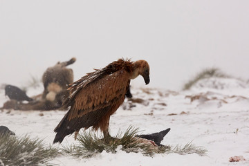 Griffon Vultures (Gyps Fulvus) in Winter Landscape, into the Mountains of Spain