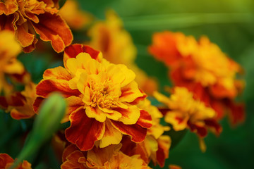 Flowering marigolds close-up.