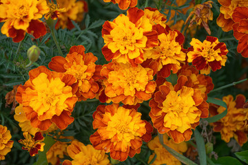 Flowering marigolds close-up.