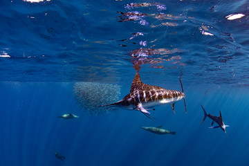 Marlins and sea lions hunting in group in Magdalena Bay, Baja California Sur, Mexico.