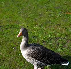 ducks and geese in the park