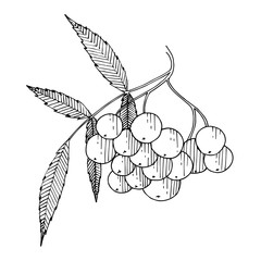 Vector Sorbus branch with berry and leaves. Black and white engraved ink art. Isolated rowan illustration element.