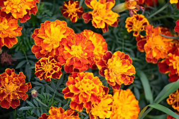 Flowering marigolds close-up.