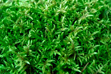 Green moss