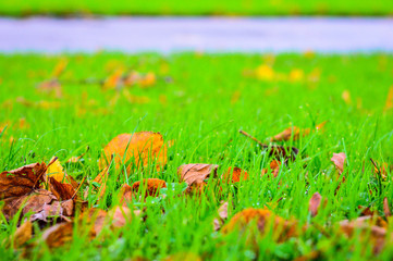 Yellow Autumn Leaves on Green Grass