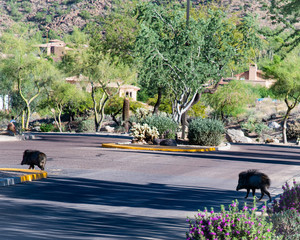 javelina crossing