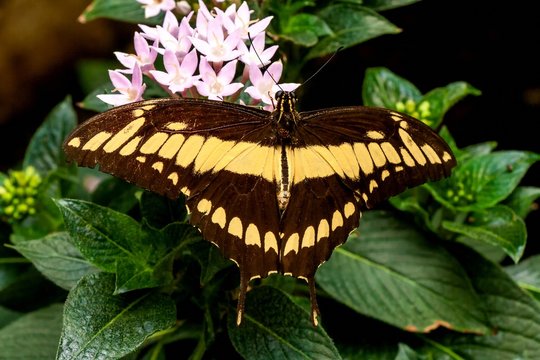 Mittelamerikanischer Schwalbenschwanz  Papilio cresphontes