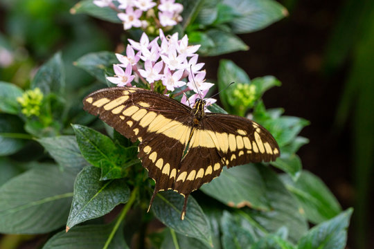 Mittelamerikanischer Schwalbenschwanz  Papilio cresphontes