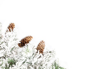 Snow-covered spruce decorative branch with cones on a white background. Space for text.