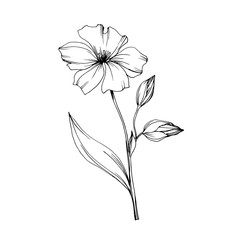 Vector Flax floral botanical flowers. Black and white engraved ink art. Isolated flax illustration element.