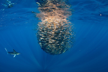 Stripped marlin hunting and feeding in a baitball in Magdalena Bay, Baja California Sur, Mexico. - 304798990