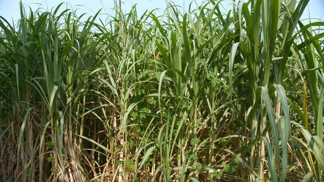 Pan shot of a sugarcane field near a town in Delhi/NCR  India - farming concept. Beautiful landscape view of an Indian agricultural field of sugarcane on during daytime with the blue sky background