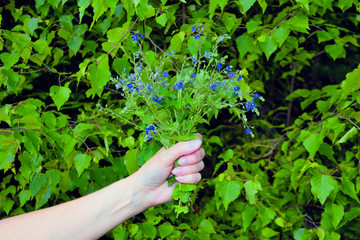 Female hand with a bouquet of wildflowers on a background of foliage.