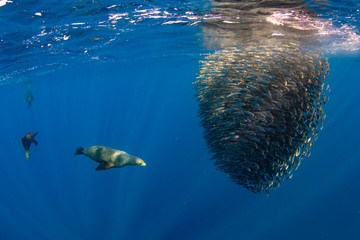 Californian Sea Lion hunting and feeding in a bait ball in Magdalena Bay, Baja california sur, Mexico. - 304799361