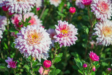 Obraz premium Pink chrysanthemum flowers in the garden. Beautiful autumn chrysanthemums. Close up.