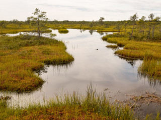 Fototapeta na wymiar swamp lake and small islands in Madieseni swamps, Dikli, Latvia