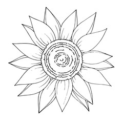 Vector Sunflower floral botanical flower. Black and white engraved ink art. Isolated sunflowers illustration element.