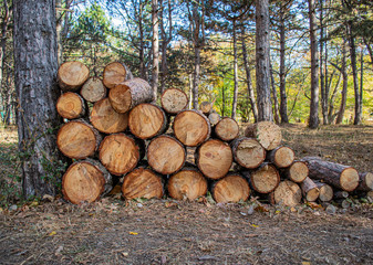 Pile of natural wood logs texture background. Cleaning the forest and infected trees. Pine forest.