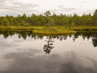 swamp lake and small islands in Madieseni swamps, Dikli, Latvia