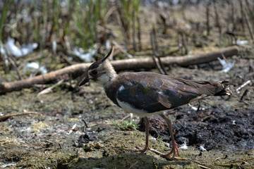 Lapwing also known as the peewit