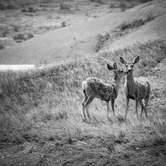 Two mule deer in the deer of the Badlands National Park, South Dakota