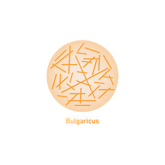 Bulgaricus lactic acid bacteria or probiotic macro vector illustration isolated.