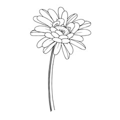 Vector gerbera floral botanical flower. Black and white engraved ink art. Isolated gerbera illustration element.