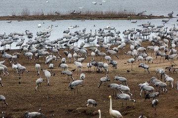  Cranes at Hornborgar lake