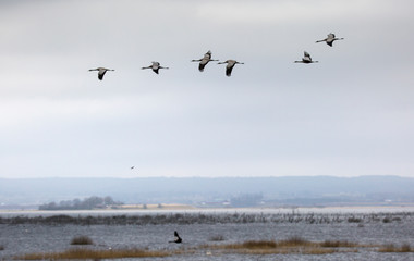  Cranes at Hornborgar lake